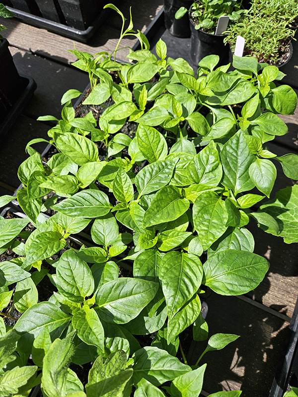 pepper seedlings - April 2025 Update