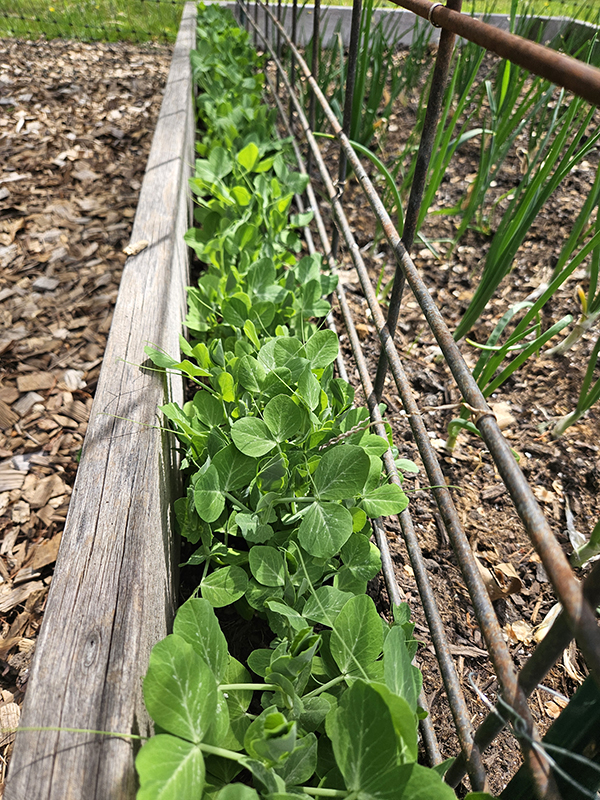 Sugar Snap Pea Seedlings - April Planting Guide