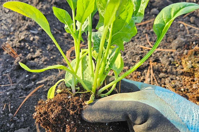 April Planting Guide – What Can I Plant Now In Growing Zone 5