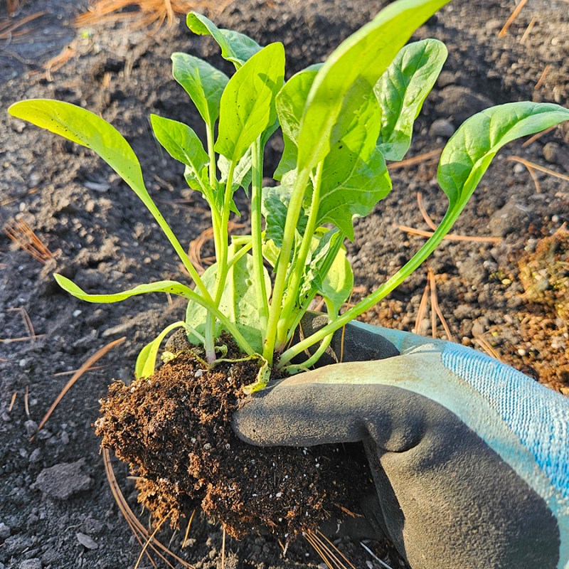 A gardening glove planting a spinach seedling in a garden - April Planting Guide