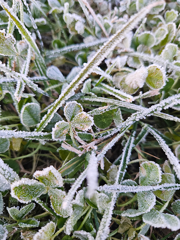 Frost on clover