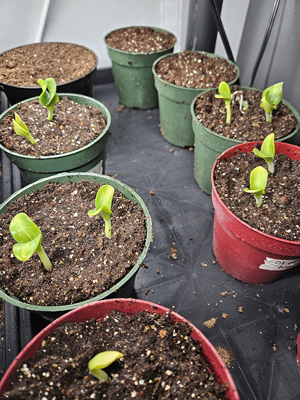 Cucumber or zucchini seeds germinated