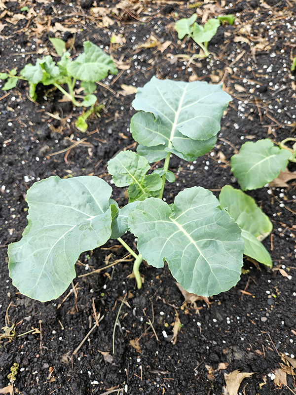 Broccoli seedlings - April Planting Guide