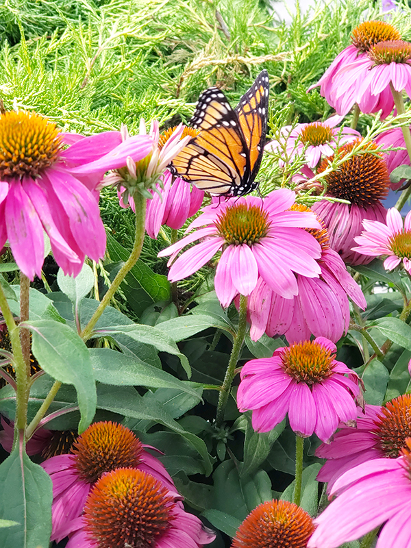 Pink coneflowers with a monarch butterfly on one