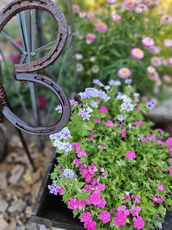 Phlox and strawflowers growing in a garden