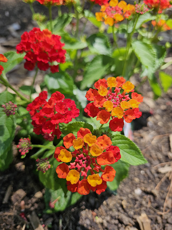 Red and orange lantana blooms