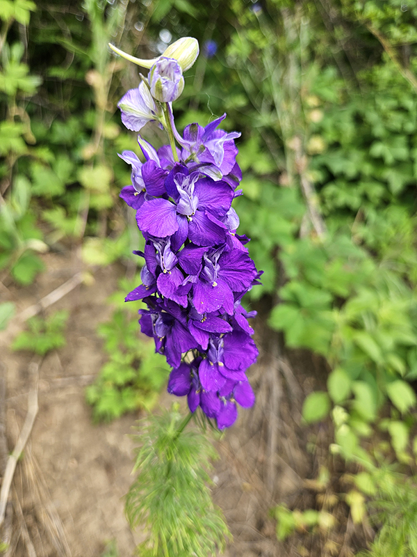 Wild Larkspur - Attracting Butterflies In The Midwest