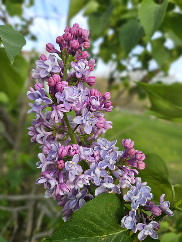A lilac bloom