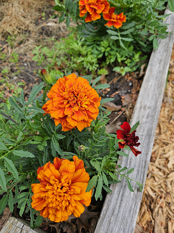 Orange marigolds - Attracting Butterflies In The Midwest