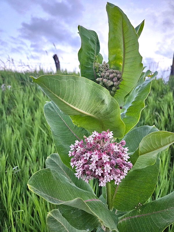 Milkweed plant with a purple bloom Attracting Butterflies In The Midwest