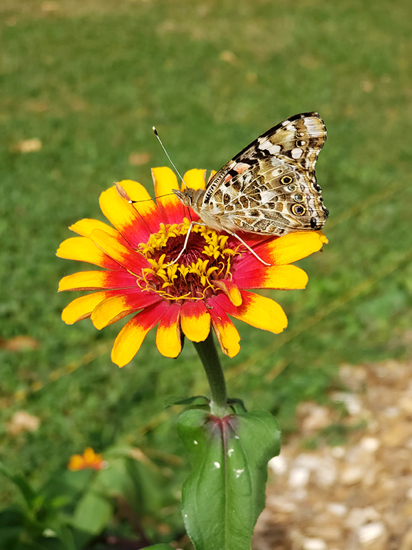 Painted lady butterfly on a yellow and red zinnia bloom