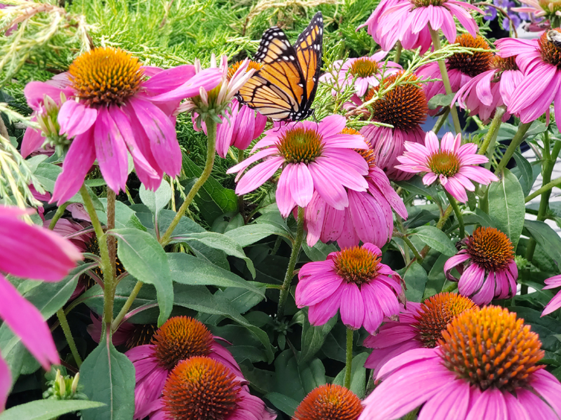 Purple coneflowers with a monarch on top - Flowers For Attracting Hummingbirds