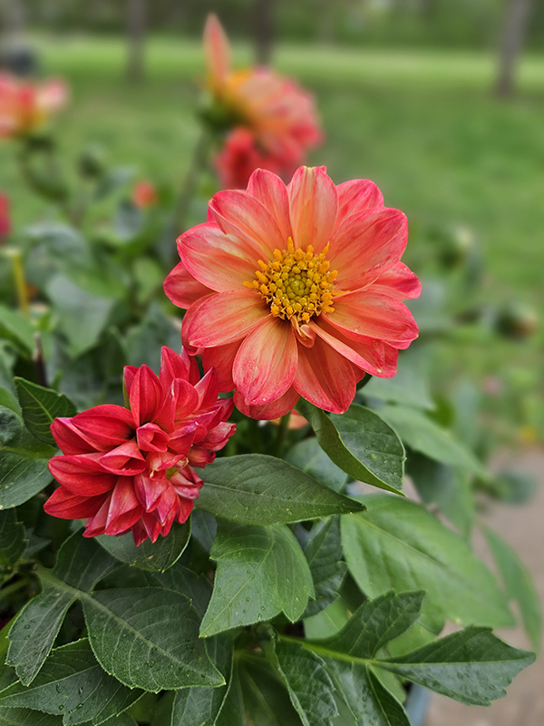 Orangeish red dahlia blooms