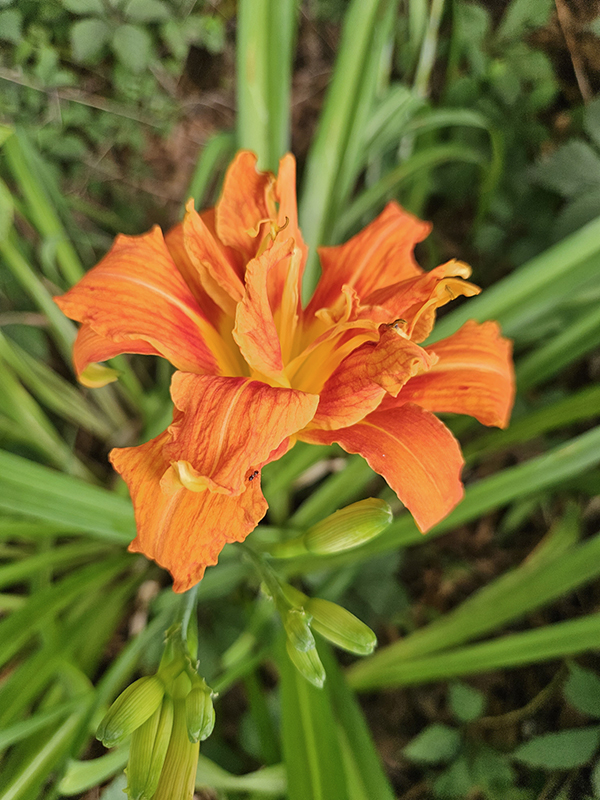 An orange daylily bloom - Flowers For Attracting Hummingbirds