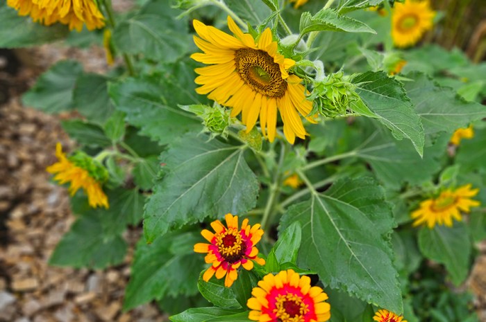 Attracting Hummingbirds With Flowers – 10 Great Flowers To Grow
