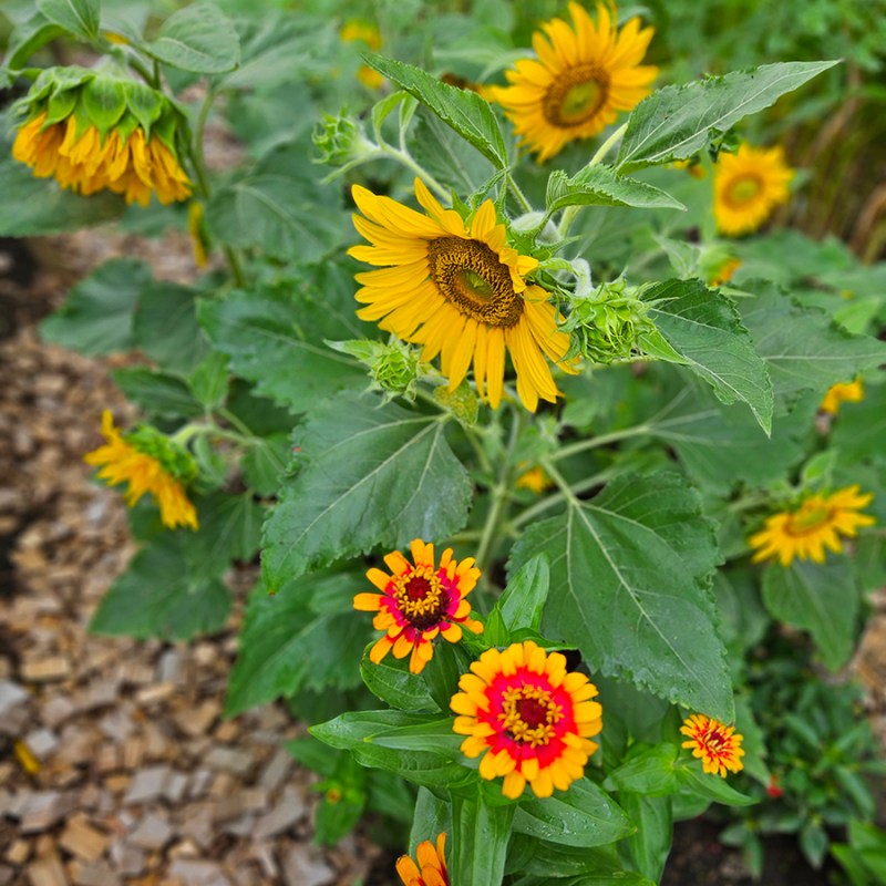 Sunflowers and zinnias blooming