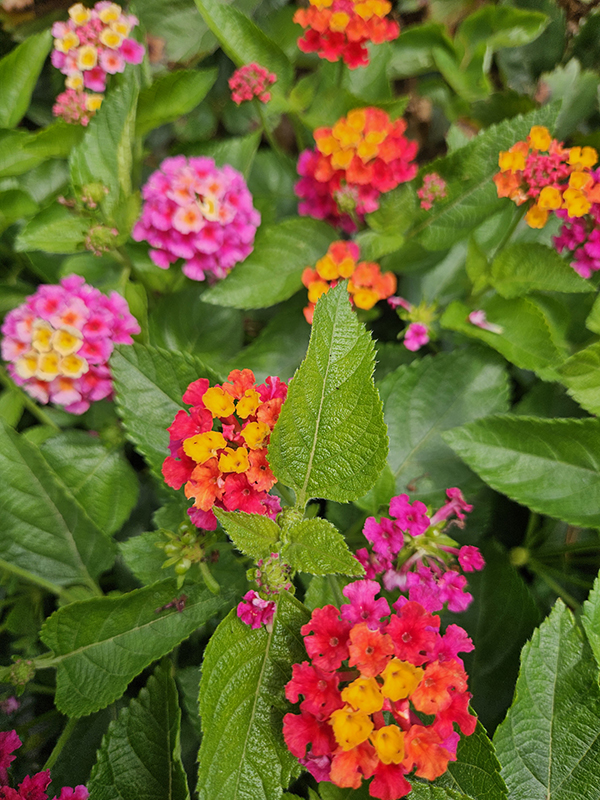 Lantana blooms - Flowers For Attracting Hummingbirds