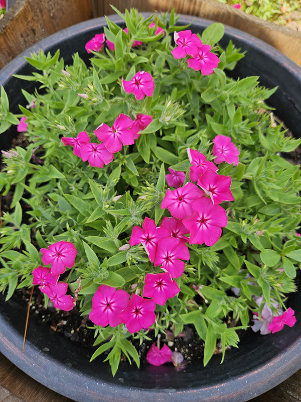 Pink phlox blooms - Flowers For Attracting Hummingbirds