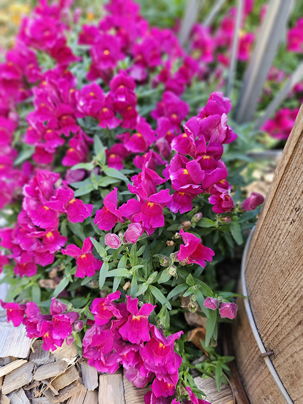 Purple snapdragons - Flowers For Attracting Hummingbirds
