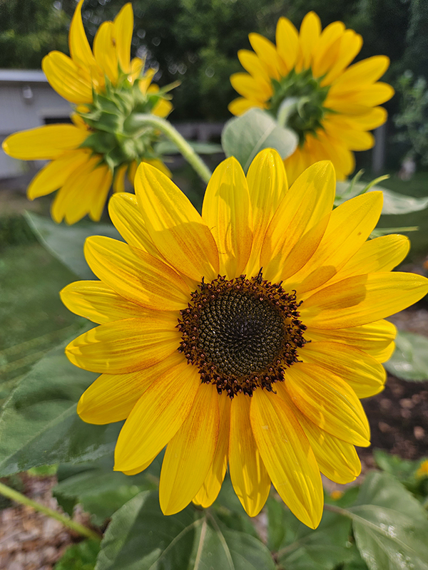 Three yellow sunflowers