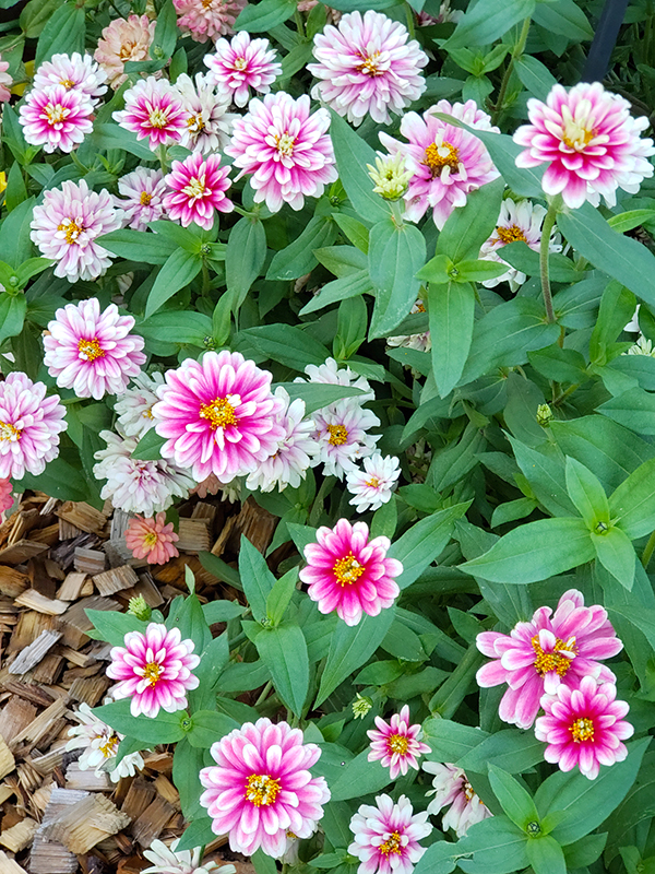 pink and white Zinnia blooms