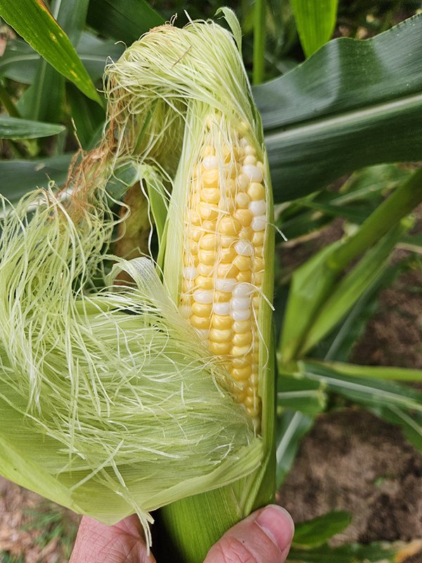 Showing the kernels - August 2025 Homesteading Update
