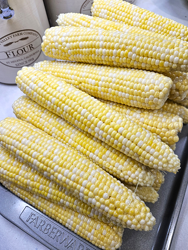 Harvested corn - August 2025 Homesteading Update