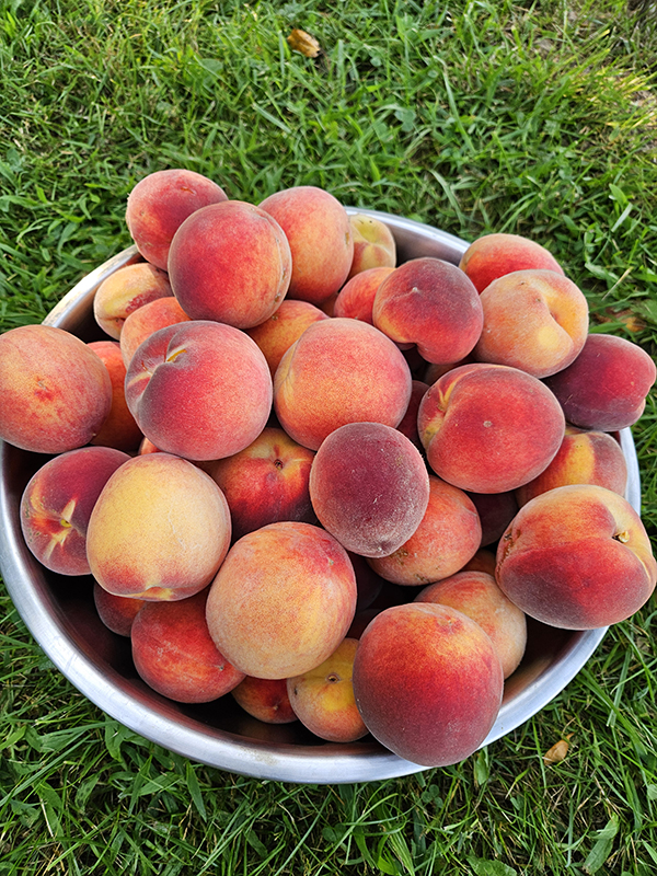 A bowl of harvested peaches
