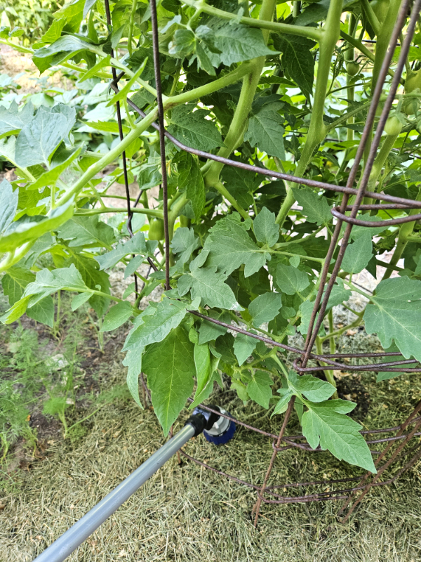 Watering a tomato plant at the base