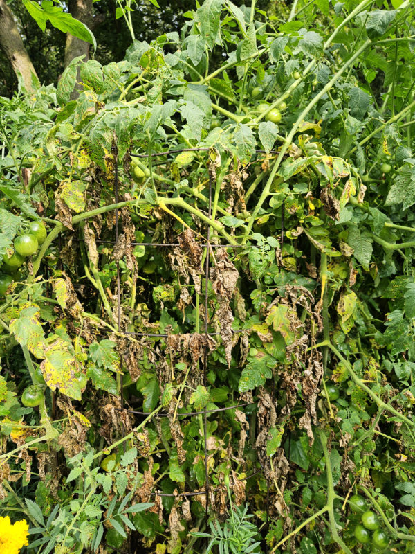 A dying, diseased tomato plant
