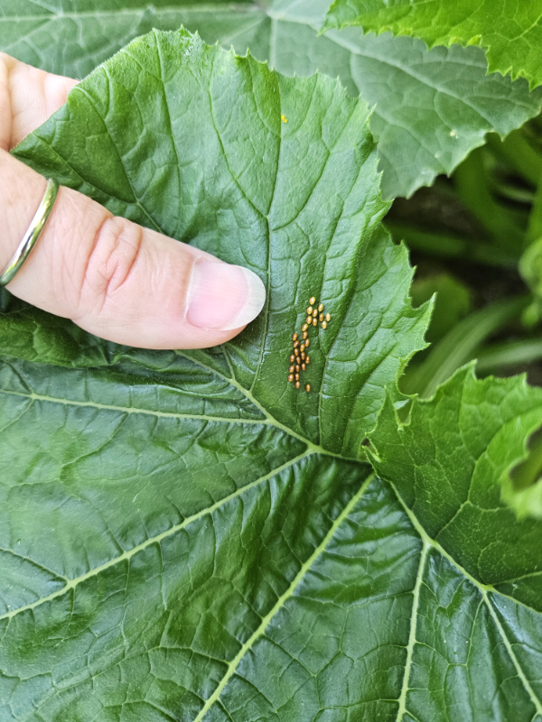 Squash bug eggs on zucchini leaves