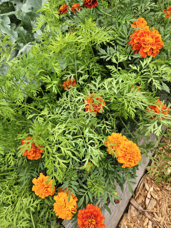 Blooming orange marigolds and carrot tops - August Gardening Checklist