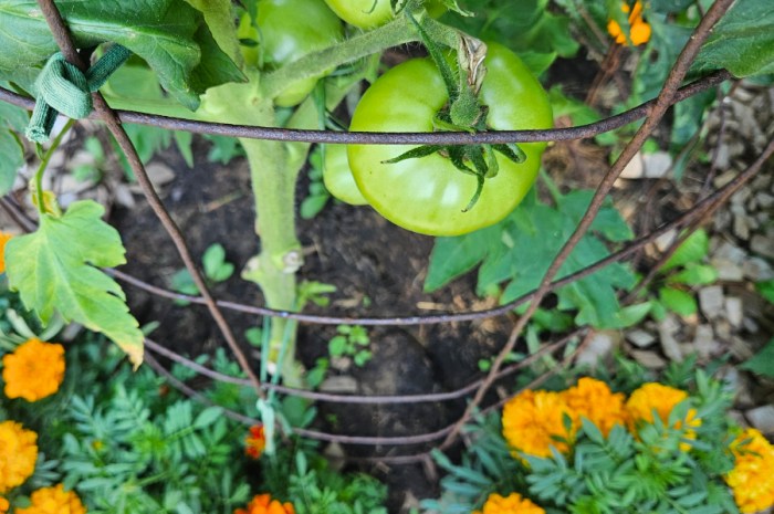 August Gardening Checklist for Zone 5: What To Do And Plant Now