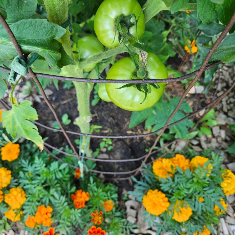 August Gardening Checklist