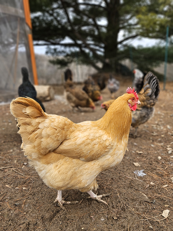 A yellow orpington chicken