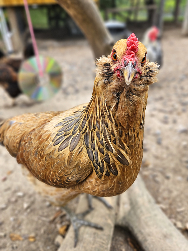 Reba, a chicken - Before you get chickens