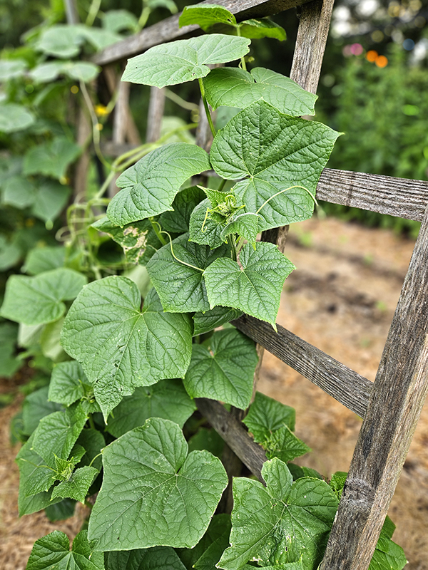 Cucumbers growing up a wooden trellis