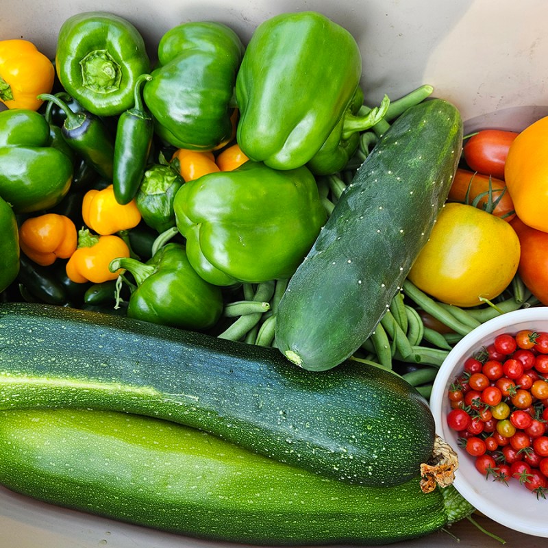 Beginner-Friendly Vegetables