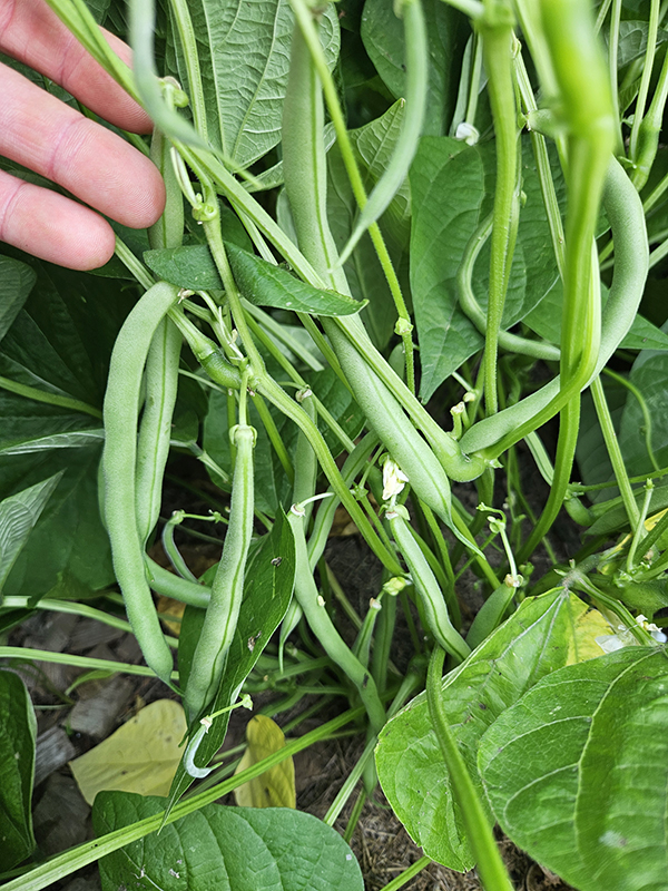 Loads of green beans on a plant - Beginner-Friendly Vegetables
