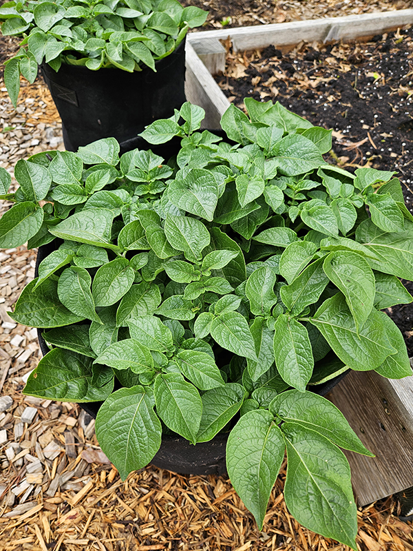 Potatoes in grow bags - Beginner-Friendly Vegetables