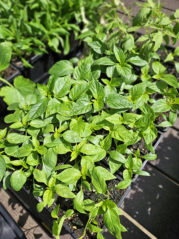 Seedlings on a deck