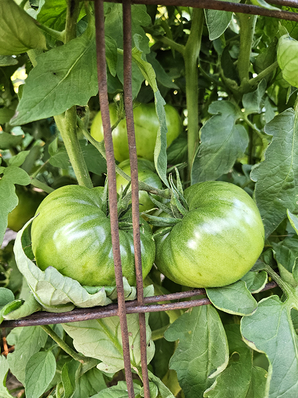 Ripening tomatoes - Beginner-Friendly Vegetables