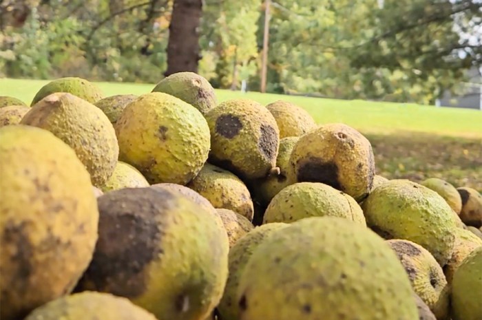Black Walnut Trees & Vegetable Gardens – What To Know & Grow