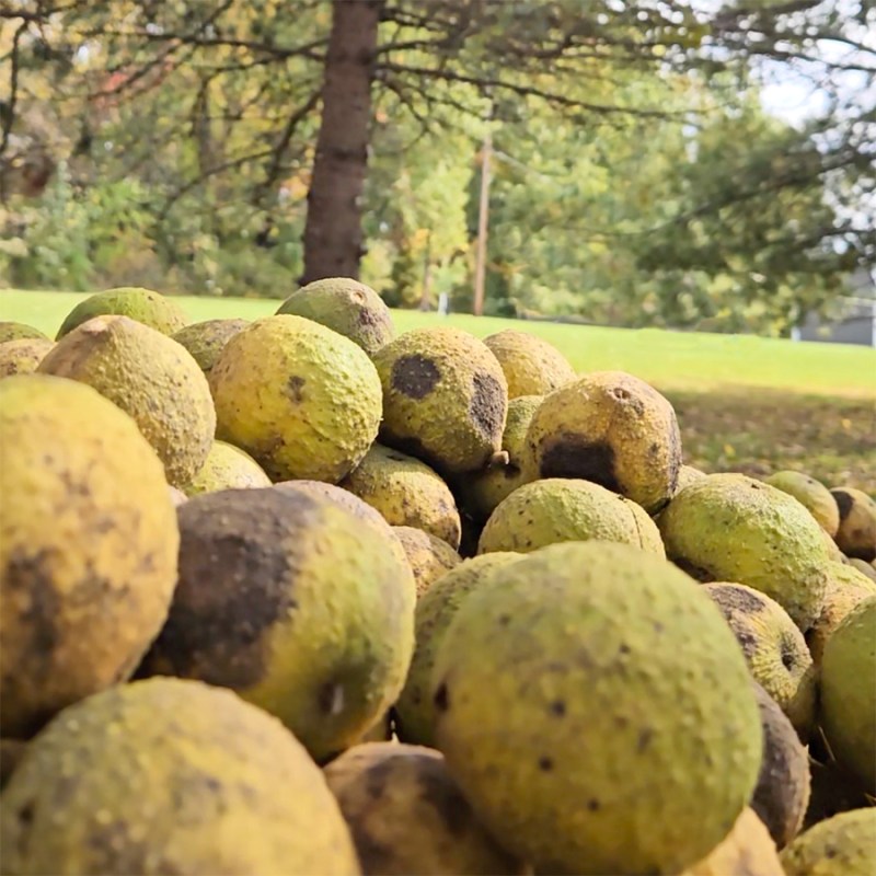 Black Walnut Tree fruit