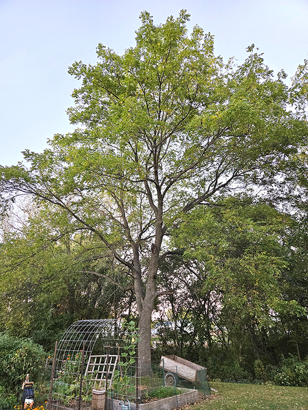 Black walnut tree next to our garden