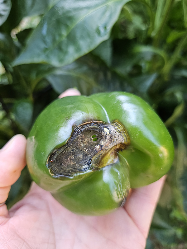 Blossom end rot issues on a bell pepper