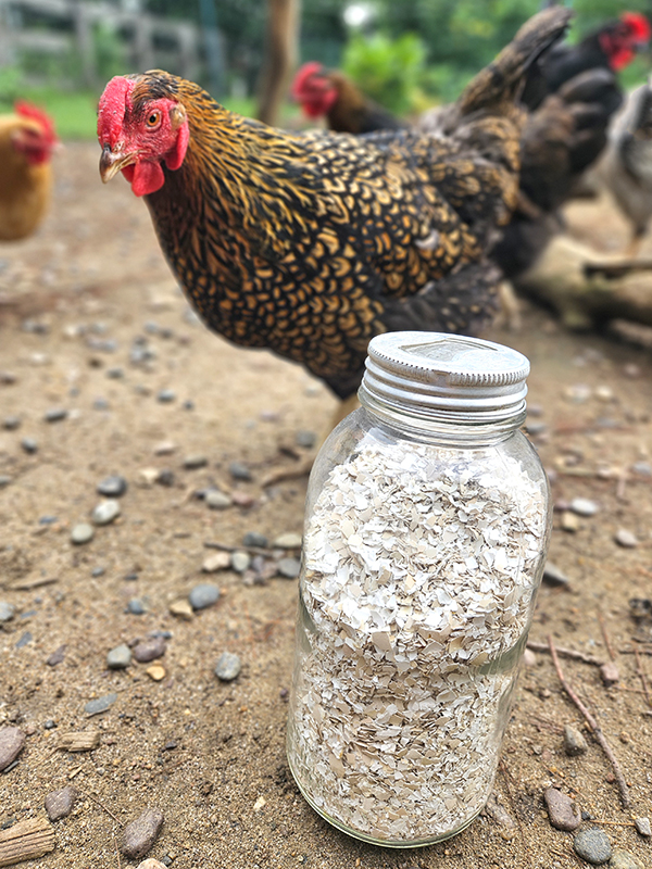 A chicken next to a jar of crushed eggshells - Blossom End Rot Issues