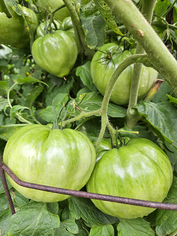Healthy unripe tomatoes