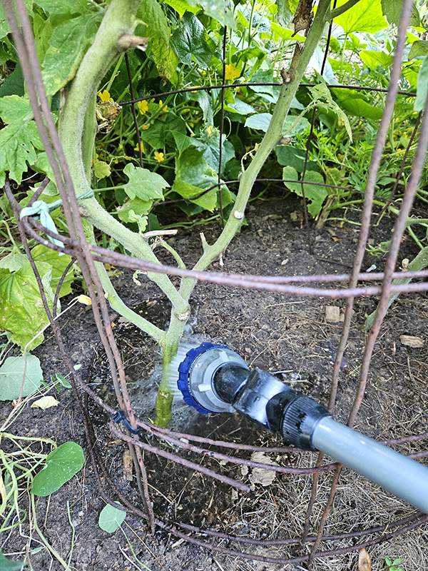 Watering a tomato plant at its base.