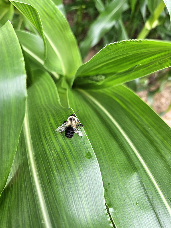 A bee on a corn leaf